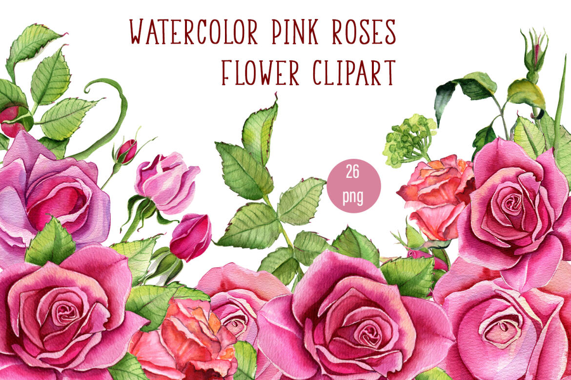 Watercolor Pink Roses Flower Clipart 