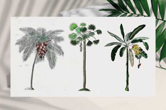Vintage botanical set - tropical palms