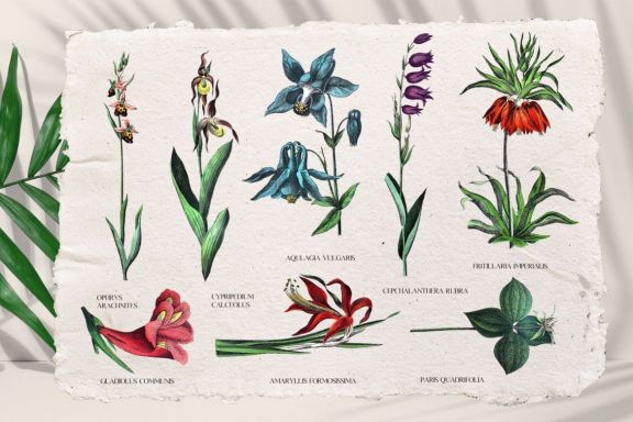 Vintage exotic flowers - botanical set