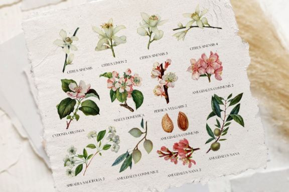 Tender floral botany - vintage illustrations