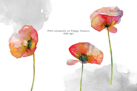 Watercolor Red Poppy Flowers