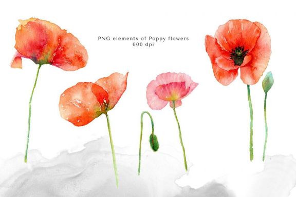 Watercolor Red Poppy Flowers