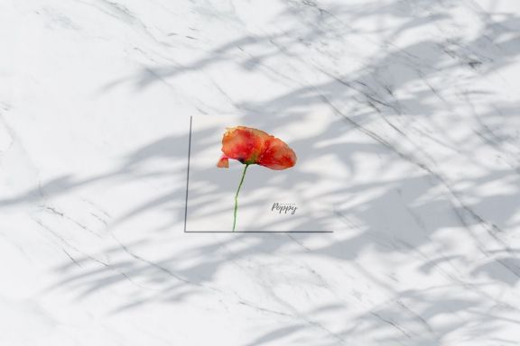 Watercolor Red Poppy Flowers