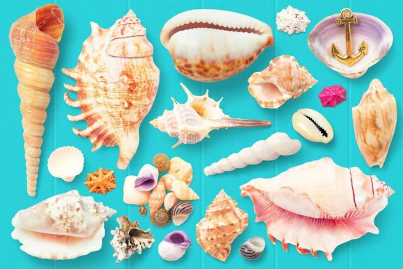 Isolated Seashells & Stones