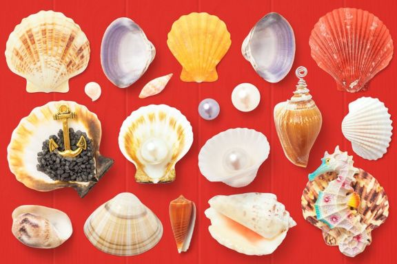 Isolated Seashells & Stones