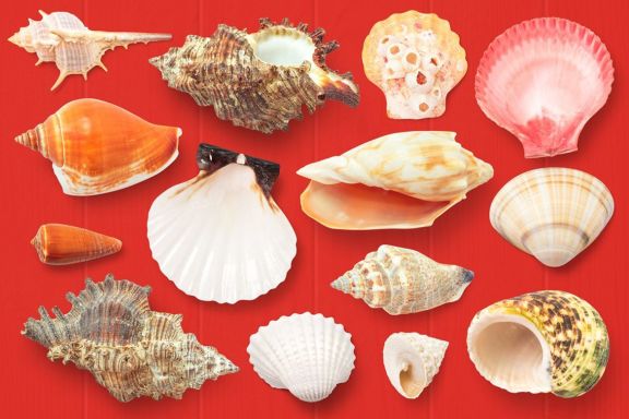 Isolated Seashells & Stones
