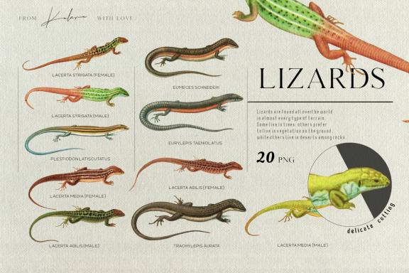 Vintage lizards - retro illustrations set