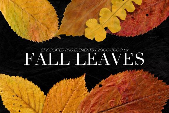27 Isolated Fall Leaves