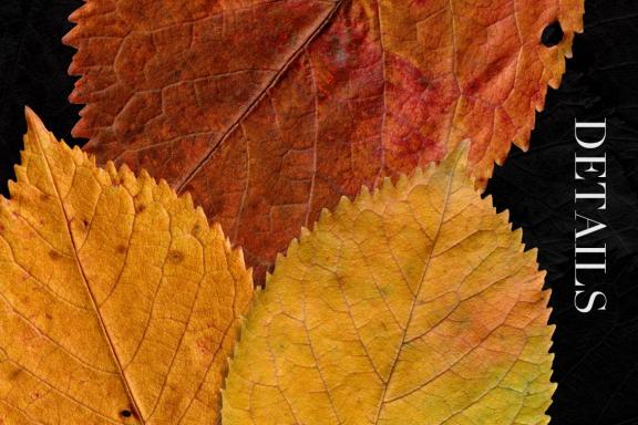 27 Isolated Fall Leaves