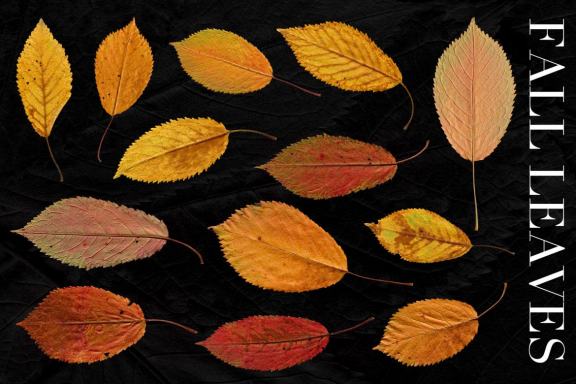 27 Isolated Fall Leaves