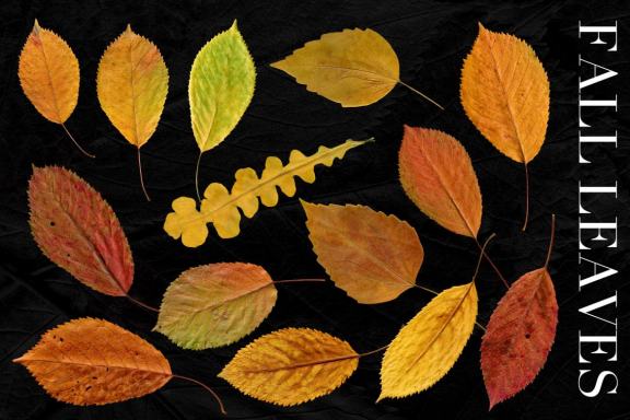 27 Isolated Fall Leaves