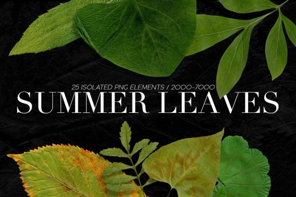 25 Isolated Summer Leaves