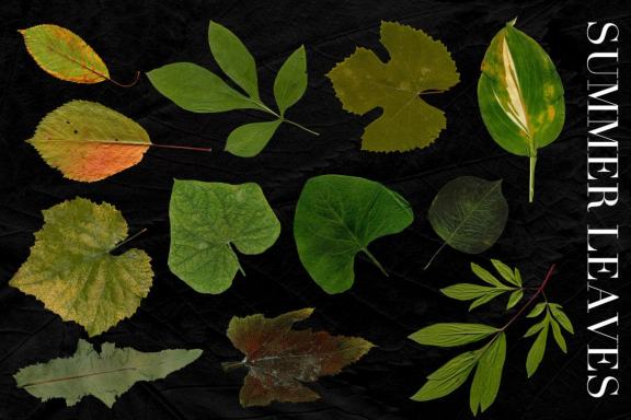 25 Isolated Summer Leaves