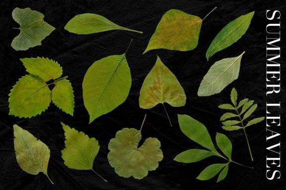 25 Isolated Summer Leaves