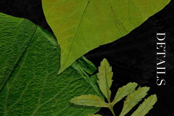 25 Isolated Summer Leaves