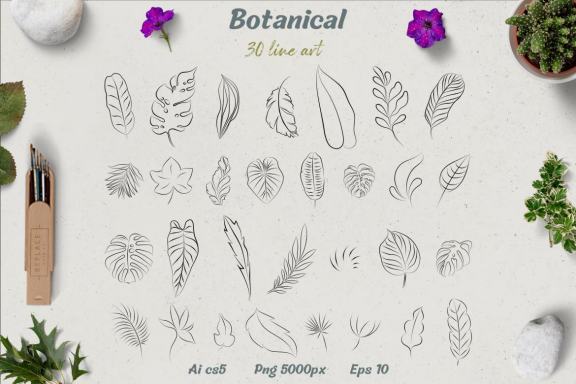Botanical: 30 leaves illustration
