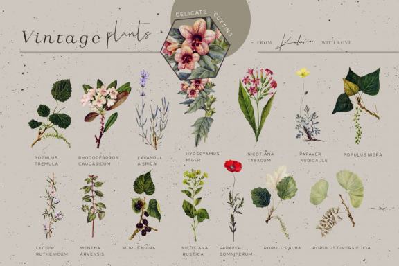 GREENHOUSE - vintage botanical set - 44 PNG