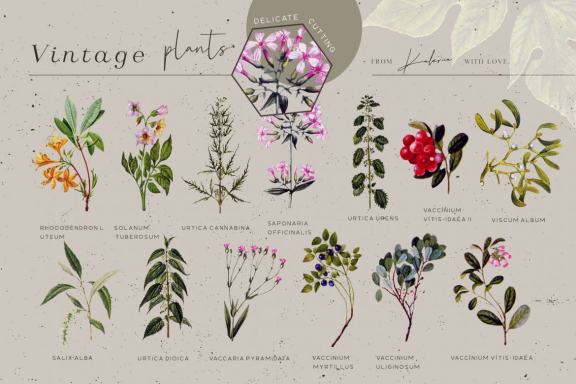 GREENHOUSE - vintage botanical set - 44 PNG