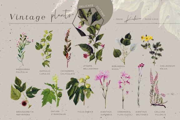 GREENHOUSE - vintage botanical set - 44 PNG
