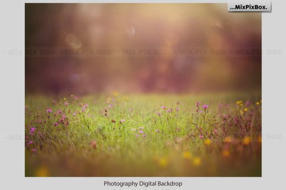 Summer Field Backdrops