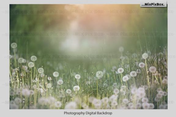 Dandelion Overlays