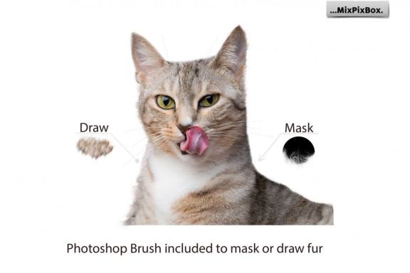Pet Portrait Oil Background v.1