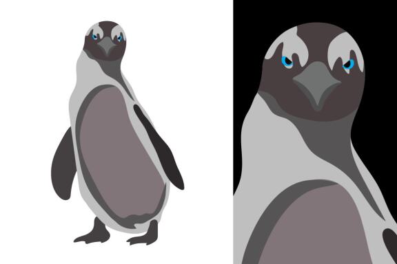 Penguins Vector Bundle