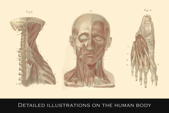100 Vintage Medical Illustrations