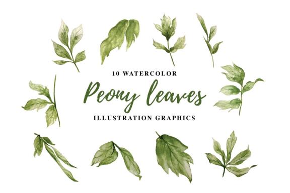 10 Watercolor Peony leaves Illustration Graphics