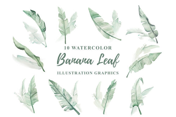 10 Watercolor Banana Leaf Illustration Graphics