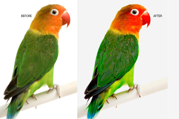 Vector Oil Effect PS Action