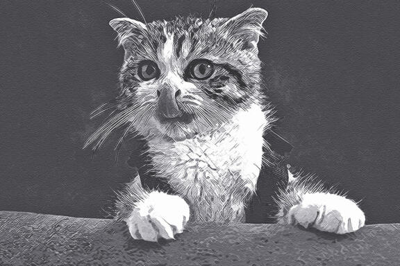 Pencil Hand Drawing Action
