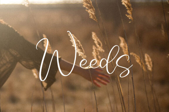 Monday Sunny - Handwritten Script Font