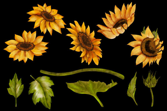 Sunflower, yellow flowers clipart