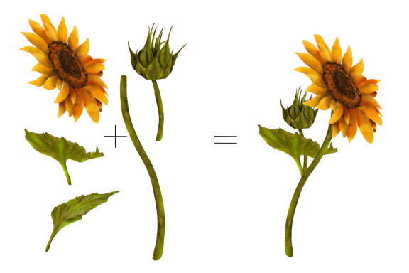 Sunflower, yellow flowers clipart