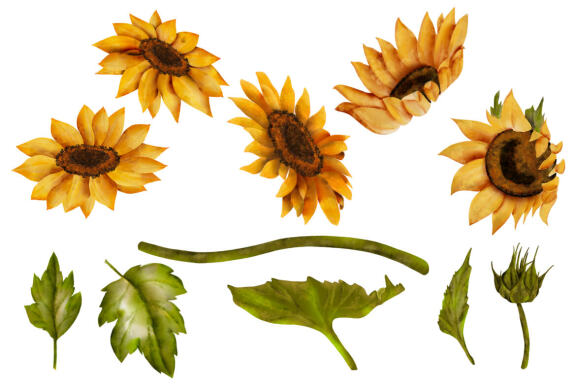 Sunflower, yellow flowers clipart