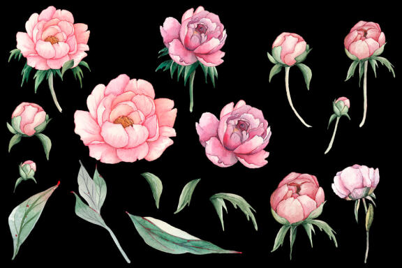 Watercolor Pink Peonies Flowers Clipart