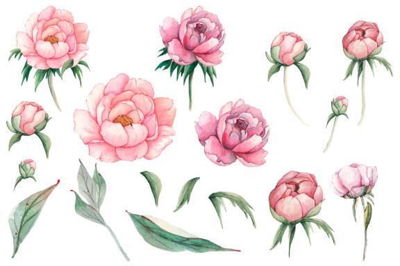 Watercolor Pink Peonies Flowers Clipart
