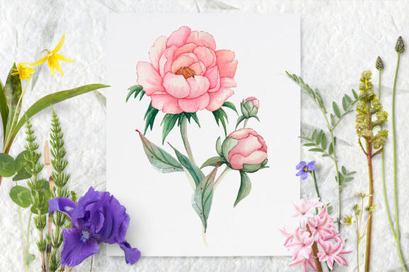 Watercolor Pink Peonies border Clipart