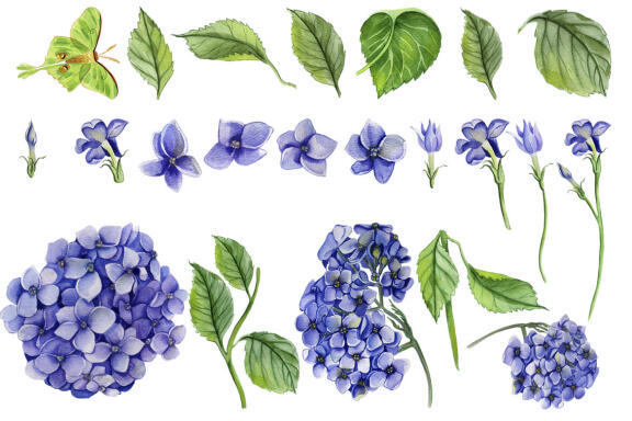 Watercolor Hydrangea Flowers Clipart. Blue hydrangea