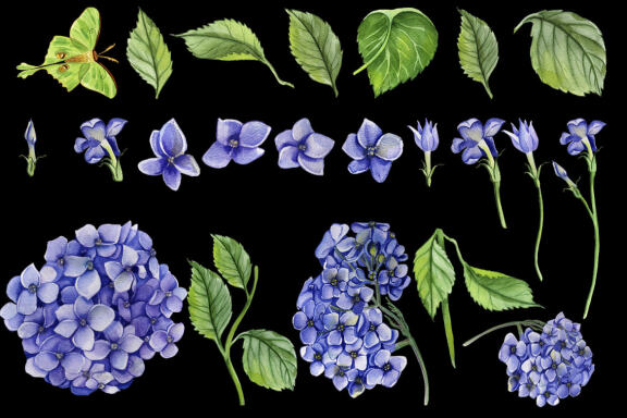 Watercolor Hydrangea Flowers Clipart. Blue hydrangea