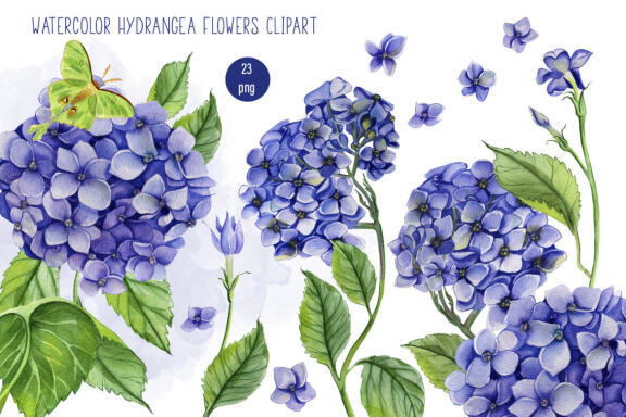 Watercolor Hydrangea Flowers Clipart. Blue hydrangea