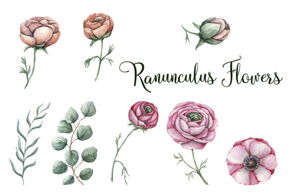 Ranunculus floral watercolor clipart