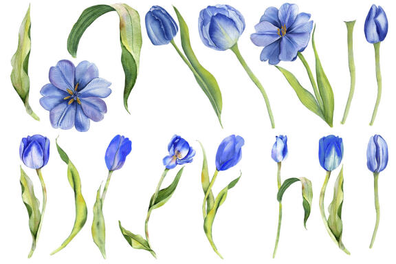 Watercolor Tulips Clipart. Botanical clipart