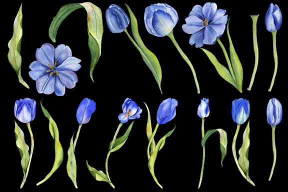 Watercolor Tulips Clipart. Botanical clipart