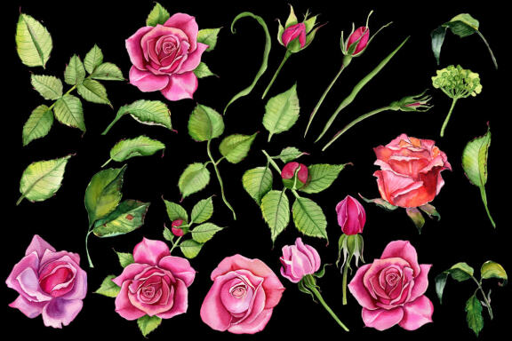 Watercolor Pink roses Flower Clipart