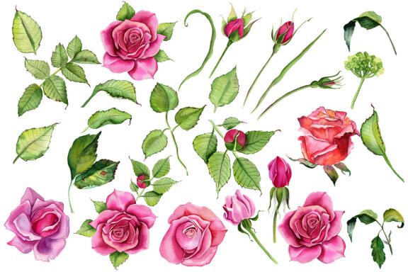 Watercolor Pink roses Flower Clipart