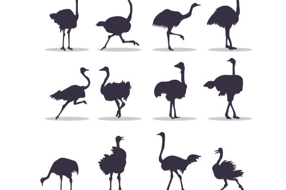Turkey Silhouette Collection