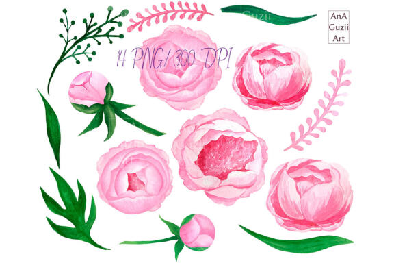 Watercolor Pink Peony clipart