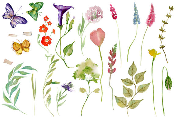 Nature Collection. Watercolour wildflowers